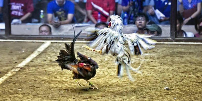 mcw678 ﻿đăng nhập lô đề uy tín