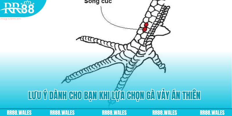 mcw678 xổ số khánh hòa